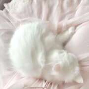 ヒメ日記 2025/11/15 02:25 投稿 季帆【キホ】 ピンクコレクション尼崎店