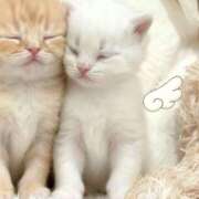 季帆【キホ】 2:40のお兄さん♡ ピンクコレクション尼崎店