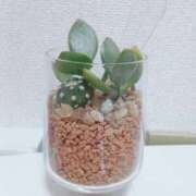 ヒメ日記 2025/11/15 18:54 投稿 こはる 電車ごっこ