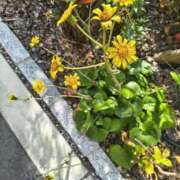 ヒメ日記 2026/02/15 15:50 投稿 こはる 電車ごっこ