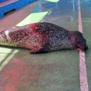 ヒメ日記 2025/11/11 23:13 投稿 しいな(神乳Lカップ) ぽっちゃり女神 あぷろでぃーて