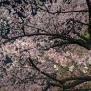 ヒメ日記 2026/03/26 21:53 投稿 真山いほ 麗しいマダム