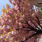 ヒメ日記 2026/04/16 09:34 投稿 空 鶯うぐ