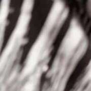 ヒメ日記 2026/02/13 21:45 投稿 しんじゅ IRIS(岐阜)