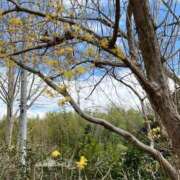 ヒメ日記 2026/03/27 15:30 投稿 ゆう シークレットタッチ