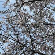 ヒメ日記 2026/04/01 13:10 投稿 ゆう シークレットタッチ