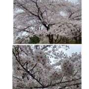 ヒメ日記 2026/04/02 16:38 投稿 えりこ 熟女の風俗最終章 高崎店