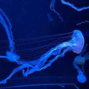 ヒメ日記 2025/11/02 17:59 投稿 れな SOAPLAND COSPA SAPPORO