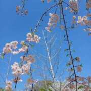 ヒメ日記 2026/04/04 10:18 投稿 多田いろは 五十路マダム姫路店