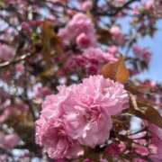 ヒメ日記 2026/04/12 22:44 投稿 麗（うらら） PLUS難波店