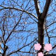 ヒメ日記 2026/03/24 10:16 投稿 れん club さくら日本橋店