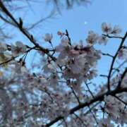 ヒメ日記 2026/03/29 15:46 投稿 れん club さくら日本橋店