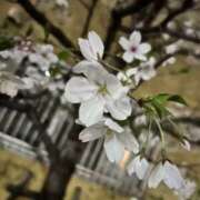 ヒメ日記 2026/04/14 09:06 投稿 れん club さくら日本橋店