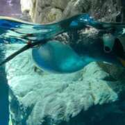 東雲　ゆのん 予告‼️ ノーパンパンスト スケベなOL梅田・兎我野店