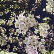 ヒメ日記 2026/04/06 17:40 投稿 りおな アキバの放課後