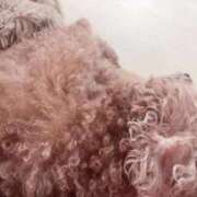 ヒメ日記 2025/11/14 09:08 投稿 こむぎ 白いぽっちゃりさん仙台店