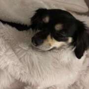 ヒメ日記 2025/11/02 20:02 投稿 春うらら CLUB39（クラブサンキュー）