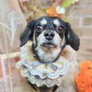 ヒメ日記 2025/11/04 19:02 投稿 春うらら CLUB39（クラブサンキュー）