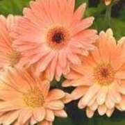 ゆみこ 先週のありがとう♡ 完熟ばなな梅田