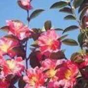 ゆみこ ありがとう♡ 完熟ばなな梅田