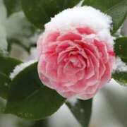 ヒメ日記 2025/12/27 16:29 投稿 ゆみこ 完熟ばなな梅田