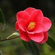 ヒメ日記 2026/01/15 15:54 投稿 ゆみこ 完熟ばなな梅田