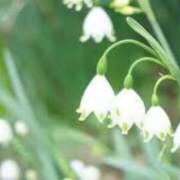 ヒメ日記 2026/01/24 17:35 投稿 ゆみこ 完熟ばなな梅田