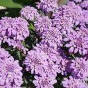 ヒメ日記 2026/03/19 17:04 投稿 ゆみこ 完熟ばなな梅田