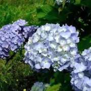 ヒメ日記 2026/06/14 17:20 投稿 ゆみこ 完熟ばなな梅田