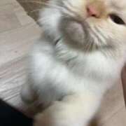 ヒメ日記 2026/07/14 22:31 投稿 猫 お客様満足度NO.1デリヘル！ 秘密倶楽部 凛 千葉