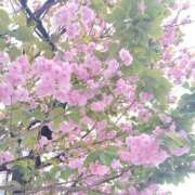 ヒメ日記 2026/04/15 12:17 投稿 もね 横浜風俗 横浜いきなりビンビン伝説