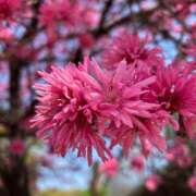 ヒメ日記 2025/11/05 06:04 投稿 まりあ DCP