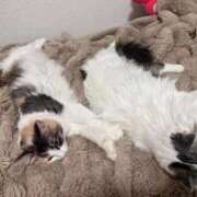 ヒメ日記 2025/11/26 14:59 投稿 ☆桜子【サクラコ】☆ ピンクコレクション大阪キタ店