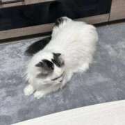 ヒメ日記 2025/11/28 16:53 投稿 ☆桜子【サクラコ】☆ ピンクコレクション大阪キタ店