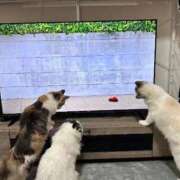 ☆桜子【サクラコ】☆ 👧🏻📛 ピンクコレクション大阪キタ店