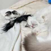 ヒメ日記 2025/12/11 23:43 投稿 ☆桜子【サクラコ】☆ ピンクコレクション大阪キタ店