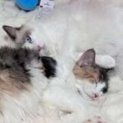 ヒメ日記 2025/12/17 19:32 投稿 ☆桜子【サクラコ】☆ ピンクコレクション大阪キタ店