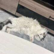 ヒメ日記 2025/12/19 00:19 投稿 ☆桜子【サクラコ】☆ ピンクコレクション大阪キタ店