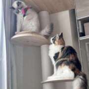 ヒメ日記 2025/12/31 11:19 投稿 ☆桜子【サクラコ】☆ ピンクコレクション大阪キタ店