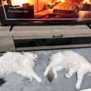 ヒメ日記 2025/12/15 20:51 投稿 ☆桜子【サクラコ】☆ ピンクコレクション大阪