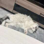 ヒメ日記 2025/12/19 00:11 投稿 ☆桜子【サクラコ】☆ ピンクコレクション大阪