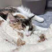 ヒメ日記 2025/12/25 18:44 投稿 ☆桜子【サクラコ】☆ ピンクコレクション大阪