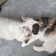 ヒメ日記 2025/12/29 11:03 投稿 ☆桜子【サクラコ】☆ ピンクコレクション大阪