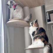 ヒメ日記 2025/12/31 11:21 投稿 ☆桜子【サクラコ】☆ ピンクコレクション大阪