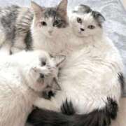 ヒメ日記 2025/12/31 22:11 投稿 ☆桜子【サクラコ】☆ ピンクコレクション大阪