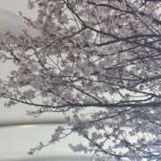 ヒメ日記 2026/03/22 21:31 投稿 ☆桜子【サクラコ】☆ ピンクコレクション大阪