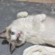 ヒメ日記 2025/11/29 08:32 投稿 ☆桜子【サクラコ】☆ ピンクコレクション尼崎店