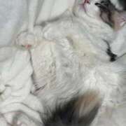 ヒメ日記 2025/11/30 13:22 投稿 ☆桜子【サクラコ】☆ ピンクコレクション尼崎店