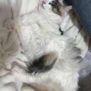 ヒメ日記 2025/11/30 13:42 投稿 ☆桜子【サクラコ】☆ ピンクコレクション尼崎店