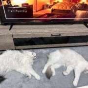 ヒメ日記 2025/12/15 20:52 投稿 ☆桜子【サクラコ】☆ ピンクコレクション尼崎店